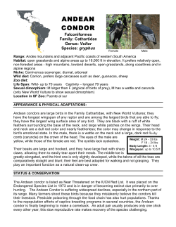 ANDEAN CONDOR
