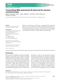 Transcribing RNA polymerase III observed by electron cryomicroscopy