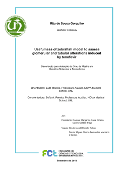 Usefulness of zebrafish model to assess glomerular and