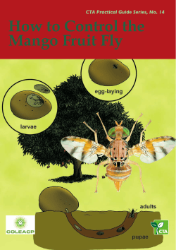 How to Control the Mango Fruit Fly