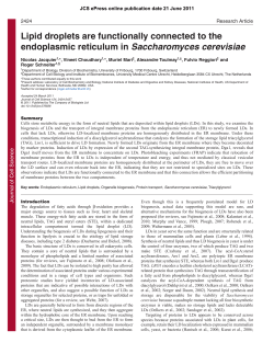 Lipid droplets are functionally connected to the endoplasmic
