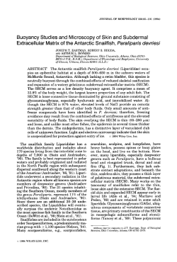 040 Eastman et al. 1994 J Morph