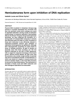 Hemicatenanes form upon inhibition of DNA replication