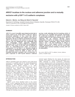 ARVCF in the nucleus and adherens junction