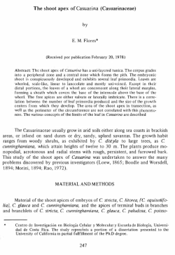 The shoo! apex of Casuarina (Casuarinaceae)