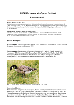 Branta canadensis