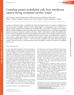 Caveolae protect endothelial cells from membrane rupture during