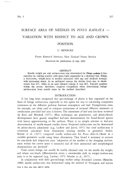 surface area of needles in pinus radiata