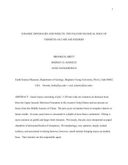 Termite consumption of Jurassic Dinosaur Bones