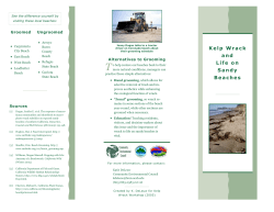 Kelp Wrack and Life on Sandy Beaches