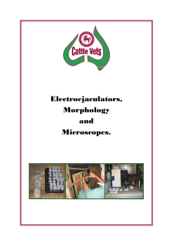 Final Mini pub morphology - Australian Veterinary Association