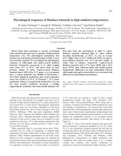 Responses of Houbara bustards to high temperatures