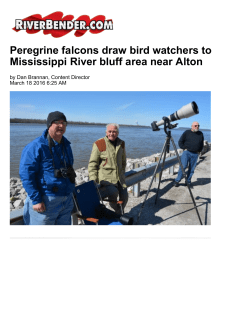 Peregrine falcons draw bird watchers to
