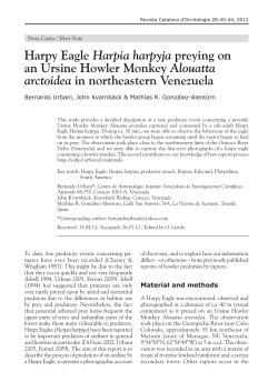 Harpy Eagle Harpia harpyja preying on an Ursine Howler Monkey