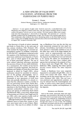A NEW SPECIES OF PALM SWIFT (TACHORNIS: APODIDAE