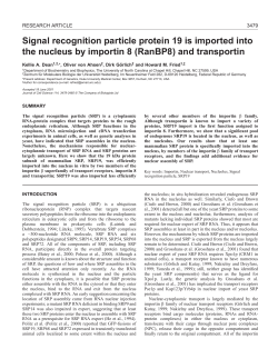 SRP19 nuclear import