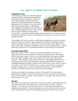 all about washington coyotes