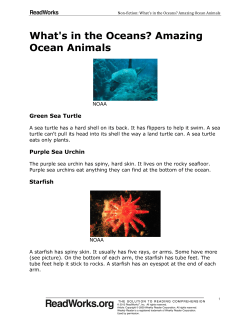 What`s in the Oceans? Amazing Ocean Animals