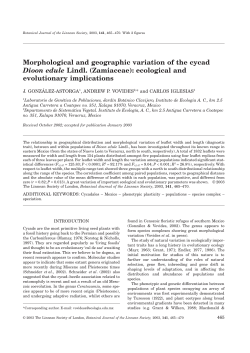 Morphological and geographic variation of the cycad Dioon edule
