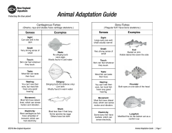 Animal Adaptation Guide