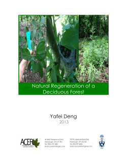 Natural regeneration of a Deciduous Forest