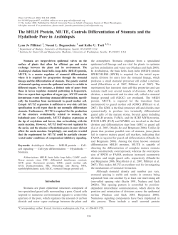 The bHLH Protein, MUTE, Controls