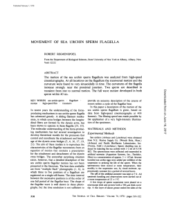 movement of sea urchin sperm flagella