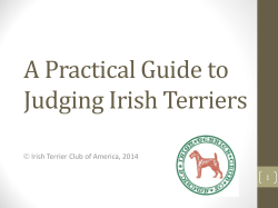 A Practical Guide to Judging Irish Terriers