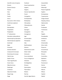 Scientific name of species Domain Domain Eukarya Phylum Class
