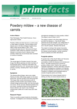Powdery mildew &ndash; a new disease of carrots