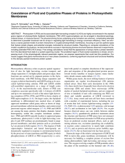 Coexistence of Fluid and Crystalline Phases of Proteins in