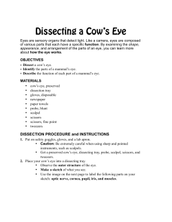 Cow Eye Dissection