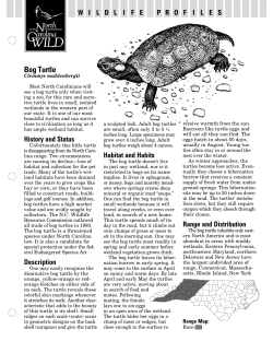Bog Turtle