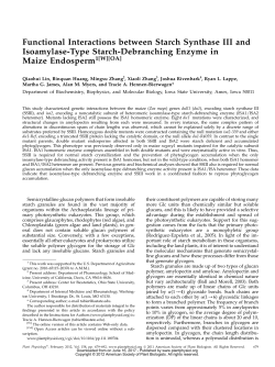 Functional Interactions between Starch Synthase