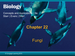 Chapter 22 Fungi