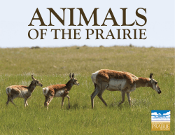 American Prairie Reserve Coloring Book