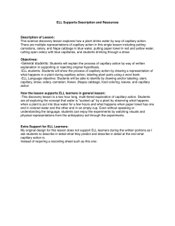 Day 3: Thirsty Plants (Stems and Capillary Action)