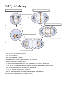 Cell Cycle Labeling - Helena High School