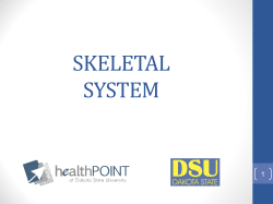 The Skeletal System