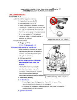 male endocrinology and spermatogenesis