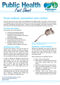 Feral rodents: prevention and control