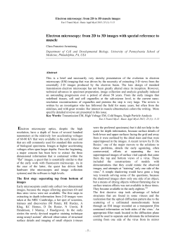 from 2D to 3D images with special reference to muscle