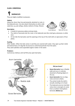 phylum: arthropoda - Two Oceans Aquarium