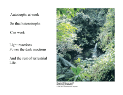 Autotrophs at work So that heterotrophs Can work Light reactions