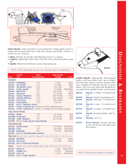 Muzzle sizing_Nylon and C