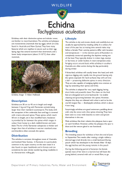 Echidna - Tasmania Parks and Wildlife Service