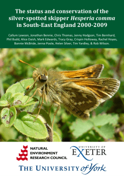 Silver-spotted Skipper. - Exeter Biosciences