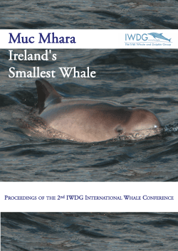 Muc Mhara Ireland`s Smallest Whale