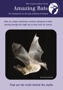 Amazing Bats - Bat Conservation Trust