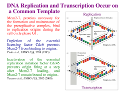 DNA Replication and Transcription Occur on a Common Template